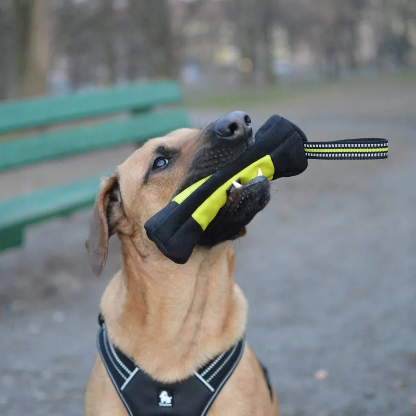 Truelove Dog Training Retrieve - Quality Food Snacks recensione e prezzo